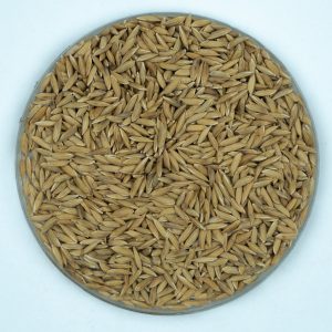 কাটারিভোগ ধান